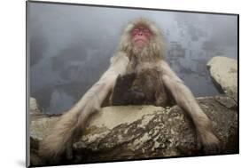 Japanese Macaque (Macaca Fuscata) Relaxing in Hot Spring in Jigokudani-Mark Macewen-Mounted Photographic Print