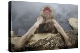 Japanese Macaque (Macaca Fuscata) Relaxing in Hot Spring in Jigokudani-Mark Macewen-Stretched Canvas