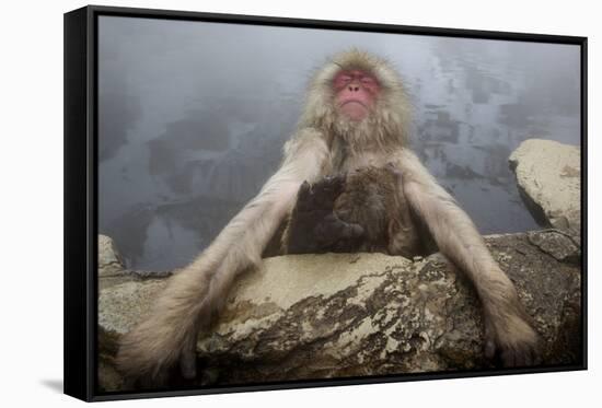 Japanese Macaque (Macaca Fuscata) Relaxing in Hot Spring in Jigokudani-Mark Macewen-Framed Stretched Canvas