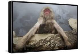 Japanese Macaque (Macaca Fuscata) Relaxing in Hot Spring in Jigokudani-Mark Macewen-Framed Stretched Canvas