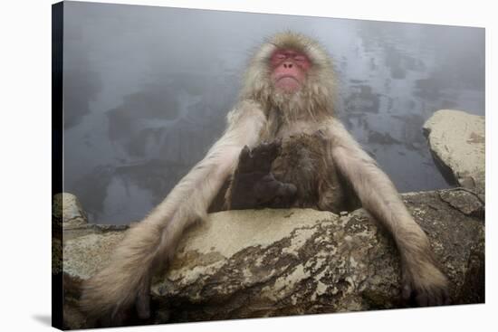 Japanese Macaque (Macaca Fuscata) Relaxing in Hot Spring in Jigokudani-Mark Macewen-Stretched Canvas