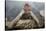 Japanese Macaque (Macaca Fuscata) Relaxing in Hot Spring in Jigokudani-Mark Macewen-Stretched Canvas