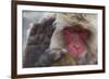 Japanese Macaque (Macaca Fuscata) Sleeping at Hot Spring in Jigokudani-Mark Macewen-Framed Photographic Print