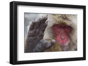 Japanese Macaque (Macaca Fuscata) Sleeping at Hot Spring in Jigokudani-Mark Macewen-Framed Photographic Print