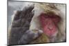 Japanese Macaque (Macaca Fuscata) Sleeping at Hot Spring in Jigokudani-Mark Macewen-Mounted Photographic Print