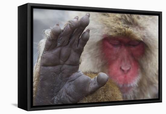 Japanese Macaque (Macaca Fuscata) Sleeping at Hot Spring in Jigokudani-Mark Macewen-Framed Stretched Canvas