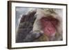 Japanese Macaque (Macaca Fuscata) Sleeping at Hot Spring in Jigokudani-Mark Macewen-Framed Photographic Print