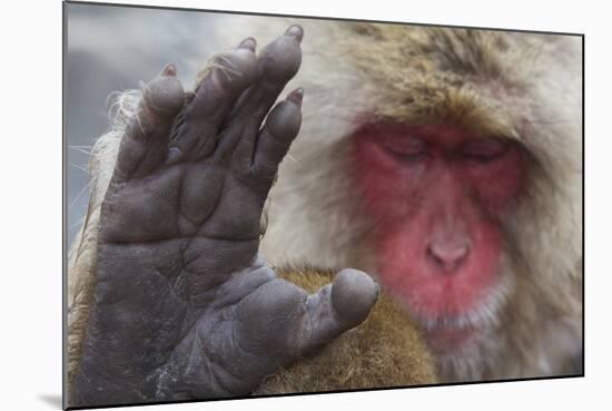 Japanese Macaque (Macaca Fuscata) Sleeping at Hot Spring in Jigokudani-Mark Macewen-Mounted Photographic Print