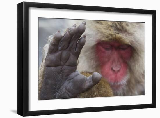 Japanese Macaque (Macaca Fuscata) Sleeping at Hot Spring in Jigokudani-Mark Macewen-Framed Photographic Print