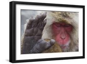 Japanese Macaque (Macaca Fuscata) Sleeping at Hot Spring in Jigokudani-Mark Macewen-Framed Photographic Print