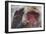 Japanese Macaque (Macaca Fuscata) Sleeping at Hot Spring in Jigokudani-Mark Macewen-Framed Photographic Print