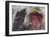 Japanese Macaque (Macaca Fuscata) Sleeping at Hot Spring in Jigokudani-Mark Macewen-Framed Photographic Print