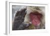 Japanese Macaque (Macaca Fuscata) Sleeping at Hot Spring in Jigokudani-Mark Macewen-Framed Photographic Print