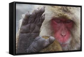 Japanese Macaque (Macaca Fuscata) Sleeping at Hot Spring in Jigokudani-Mark Macewen-Framed Stretched Canvas