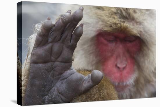 Japanese Macaque (Macaca Fuscata) Sleeping at Hot Spring in Jigokudani-Mark Macewen-Stretched Canvas