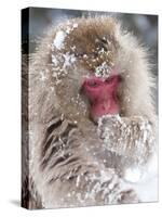 Japanese Macaque (Macaca Fuscata)/ Snow Monkey, Joshin-Etsu National Park, Honshu, Japan-Peter Adams-Stretched Canvas