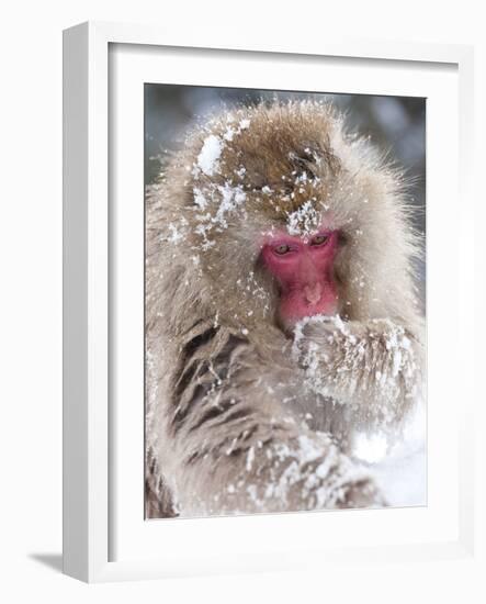 Japanese Macaque (Macaca Fuscata)/ Snow Monkey, Joshin-Etsu National Park, Honshu, Japan-Peter Adams-Framed Photographic Print