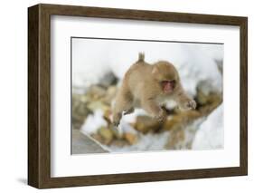 Japanese Macaque (Macaca Fuscata) Youngster Jumping over Small Stream, Jigokudani, Nagano, Japan-Wim van den Heever-Framed Photographic Print