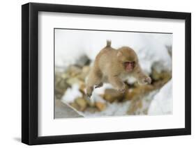 Japanese Macaque (Macaca Fuscata) Youngster Jumping over Small Stream, Jigokudani, Nagano, Japan-Wim van den Heever-Framed Photographic Print