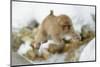 Japanese Macaque (Macaca Fuscata) Youngster Jumping over Small Stream, Jigokudani, Nagano, Japan-Wim van den Heever-Mounted Photographic Print