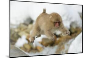 Japanese Macaque (Macaca Fuscata) Youngster Jumping over Small Stream, Jigokudani, Nagano, Japan-Wim van den Heever-Mounted Photographic Print