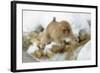 Japanese Macaque (Macaca Fuscata) Youngster Jumping over Small Stream, Jigokudani, Nagano, Japan-Wim van den Heever-Framed Photographic Print