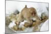 Japanese Macaque (Macaca Fuscata) Youngster Jumping over Small Stream, Jigokudani, Nagano, Japan-Wim van den Heever-Mounted Photographic Print