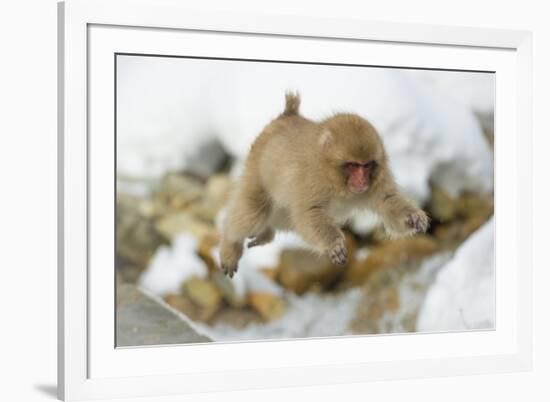 Japanese Macaque (Macaca Fuscata) Youngster Jumping over Small Stream, Jigokudani, Nagano, Japan-Wim van den Heever-Framed Photographic Print