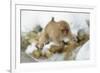 Japanese Macaque (Macaca Fuscata) Youngster Jumping over Small Stream, Jigokudani, Nagano, Japan-Wim van den Heever-Framed Photographic Print