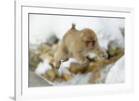 Japanese Macaque (Macaca Fuscata) Youngster Jumping over Small Stream, Jigokudani, Nagano, Japan-Wim van den Heever-Framed Photographic Print