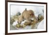 Japanese Macaque (Macaca Fuscata) Youngster Jumping over Small Stream, Jigokudani, Nagano, Japan-Wim van den Heever-Framed Photographic Print