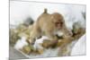 Japanese Macaque (Macaca Fuscata) Youngster Jumping over Small Stream, Jigokudani, Nagano, Japan-Wim van den Heever-Mounted Photographic Print