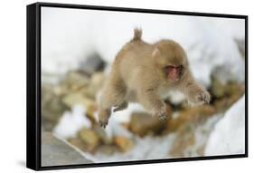 Japanese Macaque (Macaca Fuscata) Youngster Jumping over Small Stream, Jigokudani, Nagano, Japan-Wim van den Heever-Framed Stretched Canvas