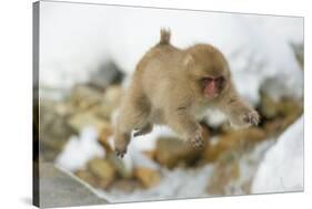 Japanese Macaque (Macaca Fuscata) Youngster Jumping over Small Stream, Jigokudani, Nagano, Japan-Wim van den Heever-Stretched Canvas