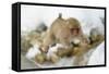 Japanese Macaque (Macaca Fuscata) Youngster Jumping over Small Stream, Jigokudani, Nagano, Japan-Wim van den Heever-Framed Stretched Canvas