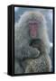 Japanese Macaque Monkey Mother and Baby-null-Framed Stretched Canvas