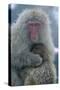 Japanese Macaque Monkey Mother and Baby-null-Stretched Canvas