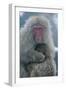 Japanese Macaque Monkey Mother and Baby-null-Framed Photographic Print