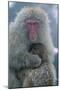 Japanese Macaque Monkey Mother and Baby-null-Mounted Photographic Print