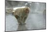 Japanese Macaque Monkey Standing on Rock in Middle-null-Mounted Photographic Print