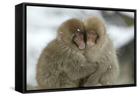 Japanese Macaque Monkey Two Huddled Together-null-Framed Stretched Canvas