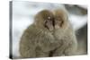 Japanese Macaque Monkey Two Huddled Together-null-Stretched Canvas