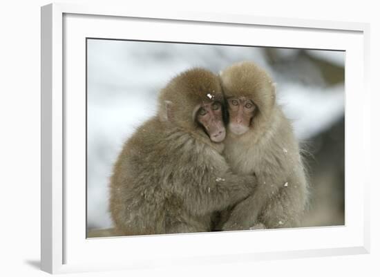 Japanese Macaque Monkey Two Huddled Together-null-Framed Photographic Print