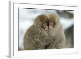 Japanese Macaque Monkey Two Huddled Together-null-Framed Photographic Print