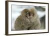 Japanese Macaque Monkey Two Huddled Together-null-Framed Photographic Print