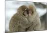 Japanese Macaque Monkey Two Huddled Together-null-Mounted Photographic Print