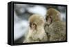 Japanese Macaque Monkey Two Young-null-Framed Stretched Canvas