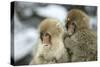 Japanese Macaque Monkey Two Young-null-Stretched Canvas
