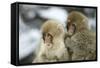 Japanese Macaque Monkey Two Young-null-Framed Stretched Canvas