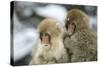 Japanese Macaque Monkey Two Young-null-Stretched Canvas